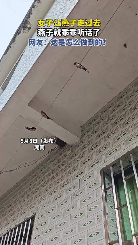 女子让燕子走过去，燕子就乖乖听话了，网友：这是怎么做到的？