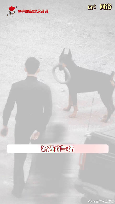 今天这个精神体我是非代不可杜宾 狗狗