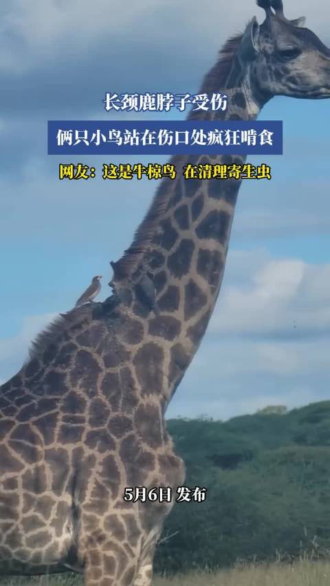 长颈鹿颈部受伤遭牛椋鸟啄食，网友称其在清理寄生虫