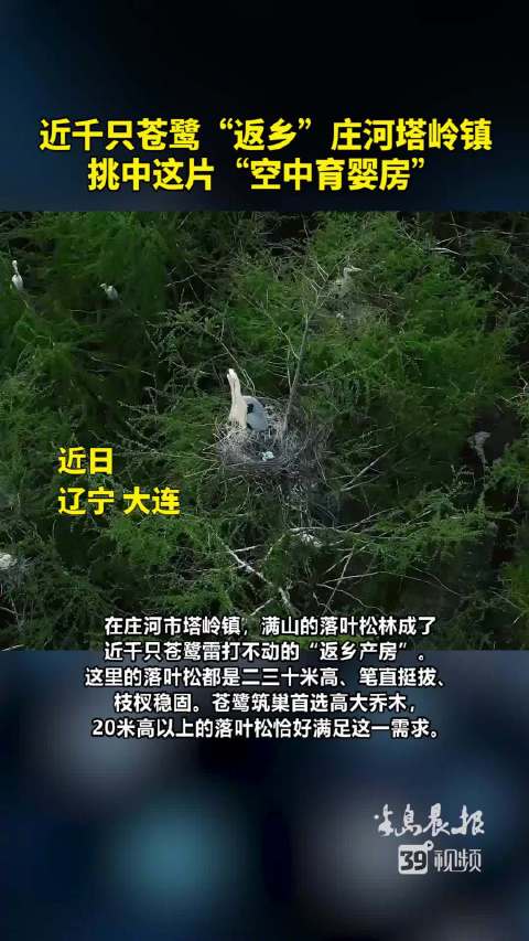 近千只苍鹭返乡