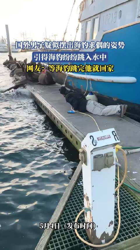 男子摆海豹求偶姿势引海豹跳水