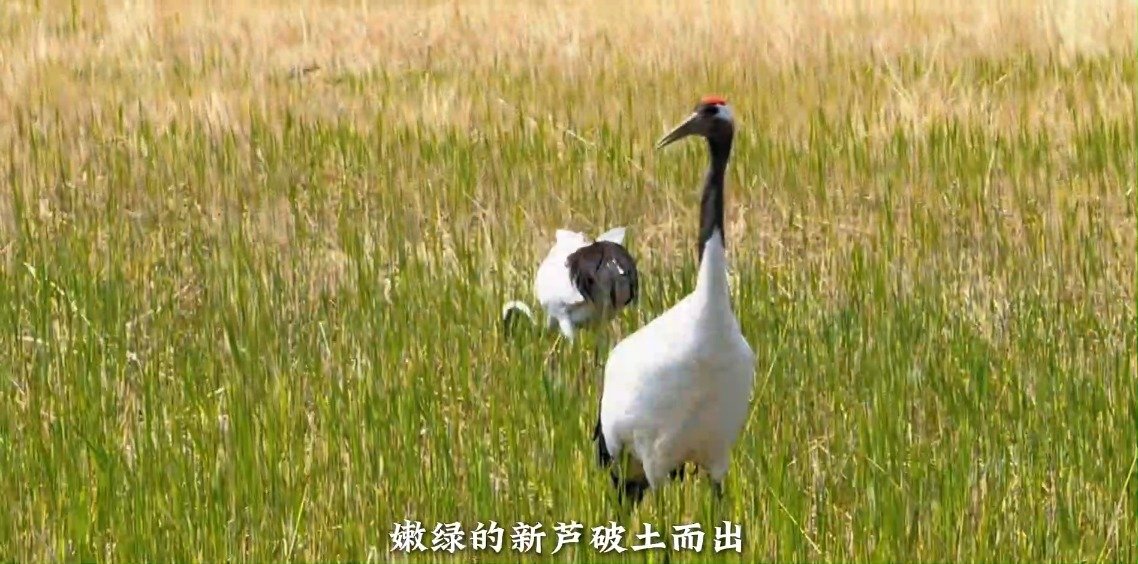 扎龙春日鹤舞芦苇荡生机盎然