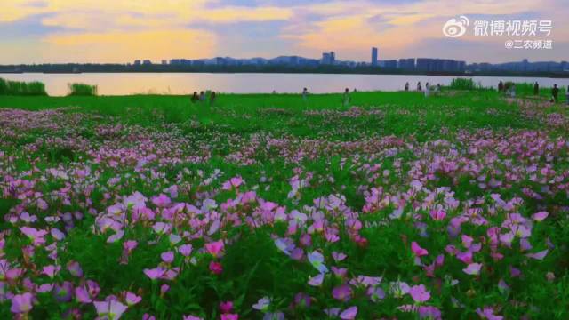 江心洲月见草花海成粉紫梦境，成毅歌声伴落日美景
