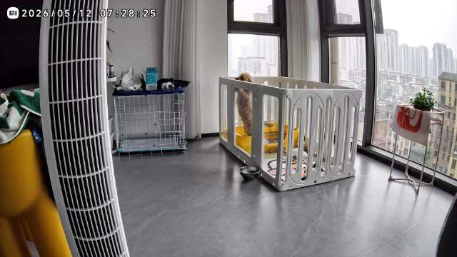 小狗伊布清晨成功越狱，主人记录宠物聪明瞬间