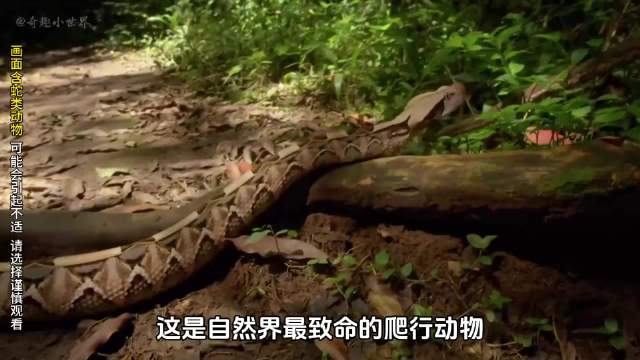 非洲最致命的毒蛇，一口毒液能杀死40个成年人的加蓬咝蝰 神奇动物在抖音