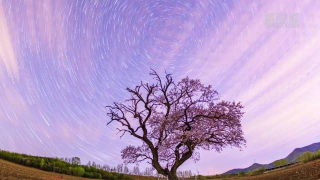 花影与星光交相辉映宛如诗意画卷