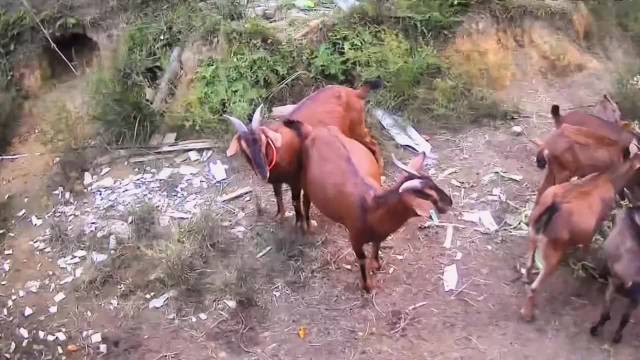 50只羊误食毒玉米死亡，七旬老人陷双重困境