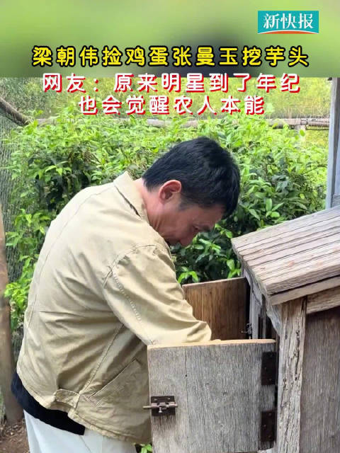 梁朝伟捡鸡蛋张曼玉挖芋头 网友：原来明星到了年纪也会觉醒农人本能