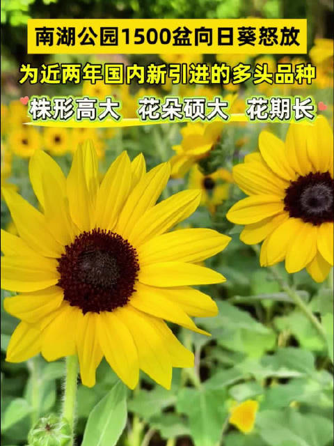 南湖公园上新向日葵花海