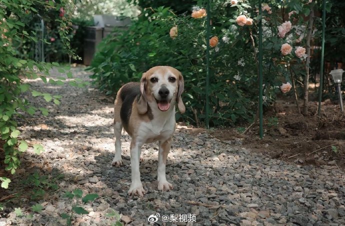 珍珠在杜江家两年间，行为和心理上发生了哪些变化？