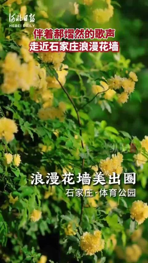 伴郝熠然的歌声走近浪漫花墙郝熠然歌声温柔又治愈