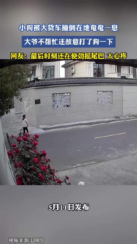 小狗遭货车碾压后大爷补打,垂死摇尾画面引痛心