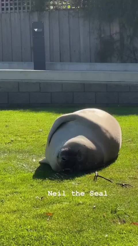 海豹晒太阳画面引关注