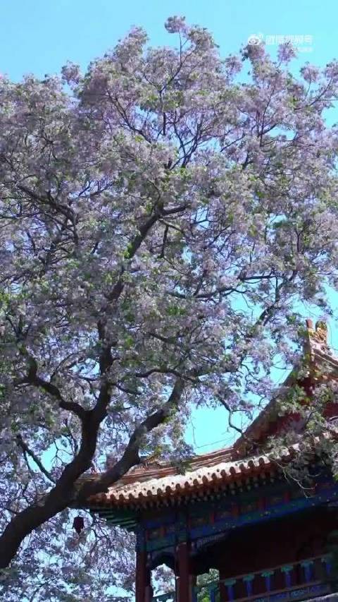北海阐福寺苦楝花盛放成毅歌声伴春景