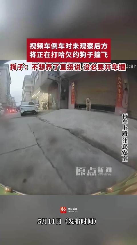 车主倒车不慎撞飞宠物狗，视频记录惊险瞬间