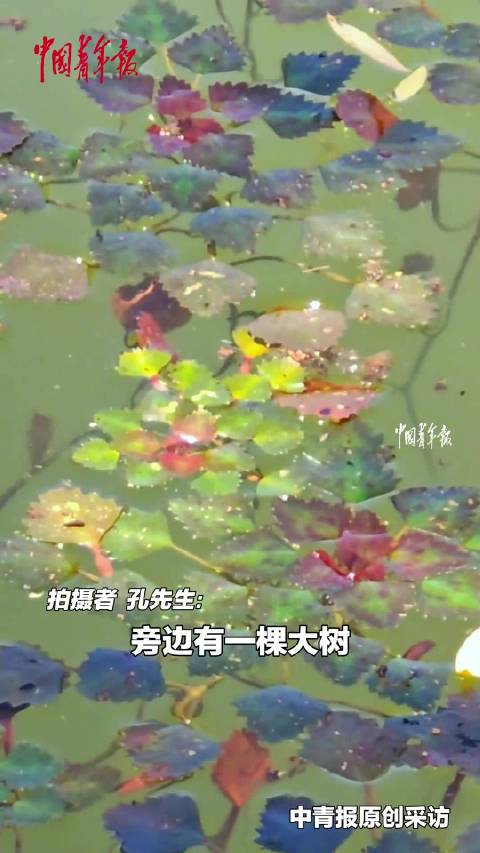 阳光穿叶照菱角