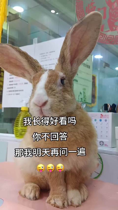 兔子体检必做清单