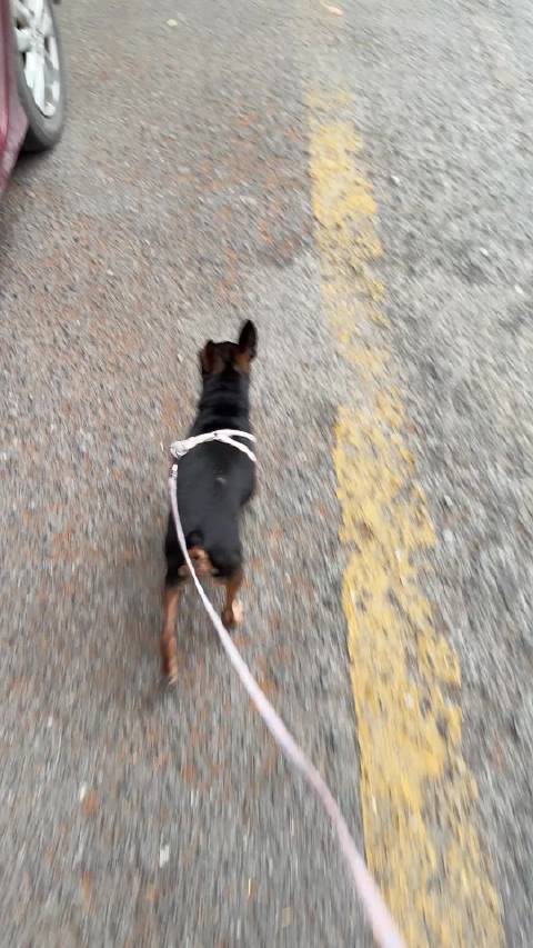 小鹿犬臭仔活力十足，遛弯劲头不输山地自行车