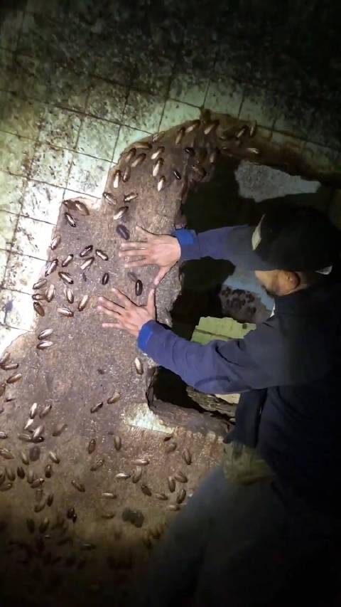 废弃建筑现马达加斯加发声蟑螂，吱吱叫声引关注