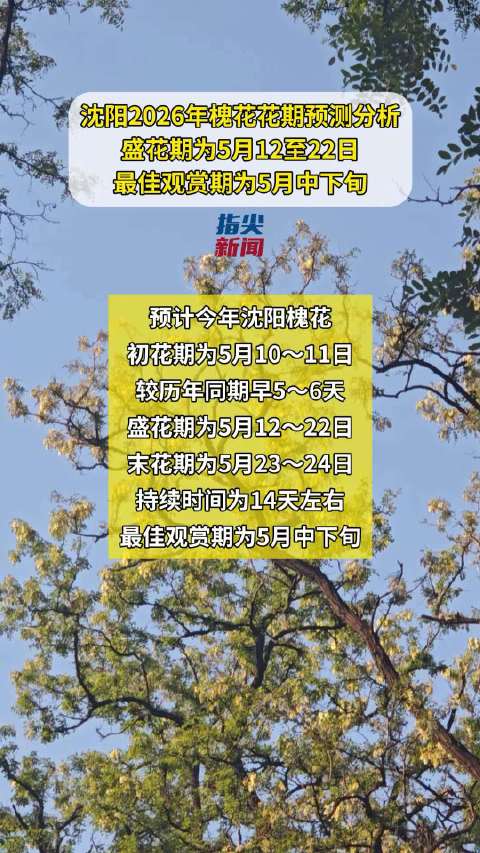 沈阳2026年槐花5月10日初放，最佳观赏期持续14天