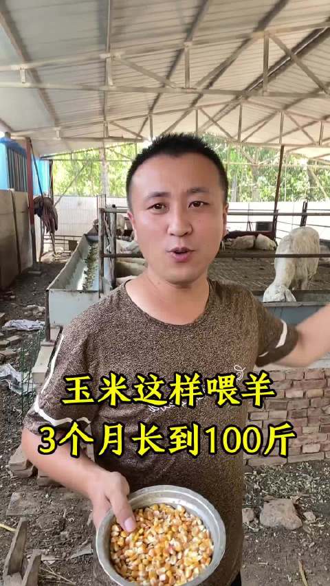 50只羊误食毒玉米死亡，农户呼吁规范用药