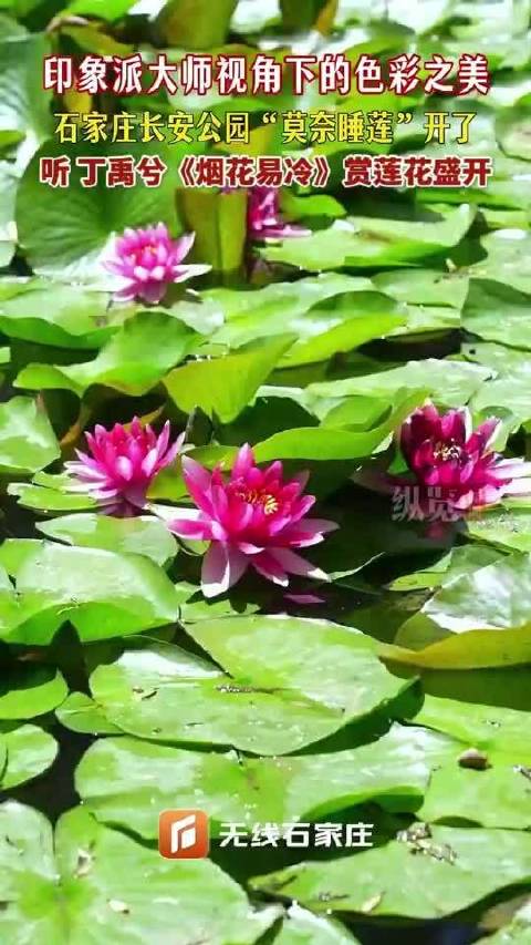 石家庄长安公园莲花荷花盛开，碧叶连天清雅如画