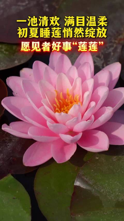 合肥初夏睡莲盛放，邂逅限定浪漫