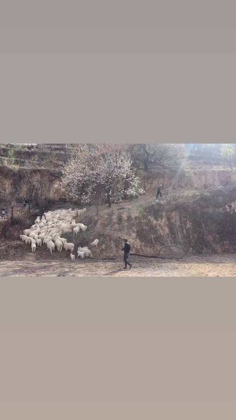 26.05.08 zzhangjoy story