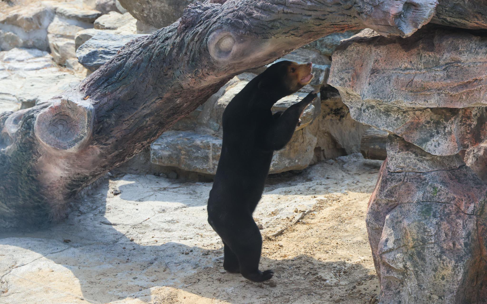 馬來熊「石榴」時而站起身來玩耍。北京動物園供圖