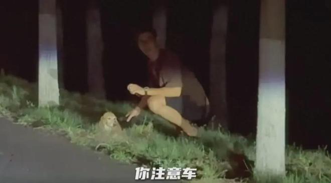 杜江晒实验犬“珍珠”近况，霍思燕温柔以待，10岁嗯哼懂事又乖巧