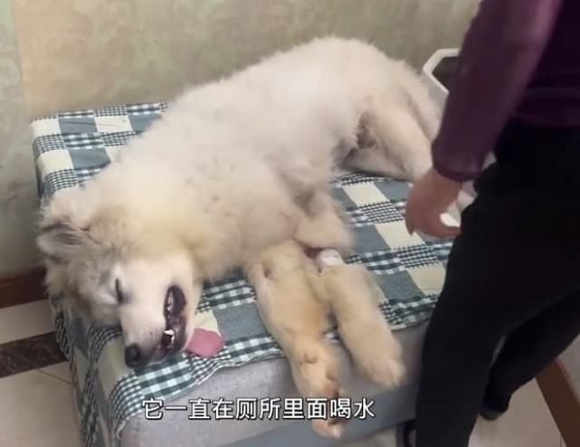 萨摩耶越狱偷吃了10斤狗粮,做手术取出了8斤:贪吃到没数啊_新闻