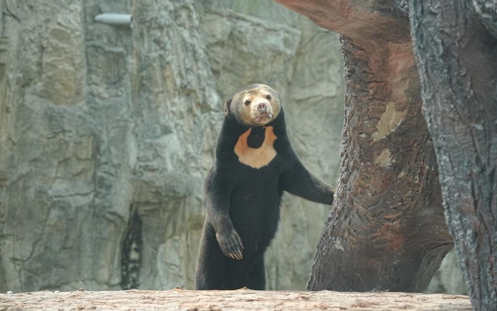 馬來熊最顯著的特徵是胸口有一塊U形斑紋。北京動物園供圖