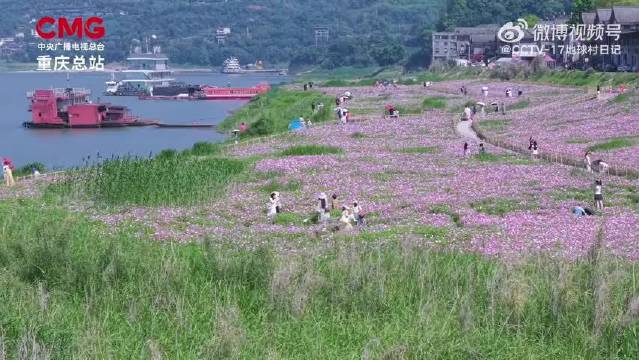 重庆巴南木洞河街格桑花盛放，许魏洲歌声伴江景