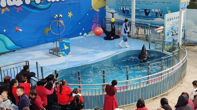 海狮表演跳跃顶球，动作干脆利落