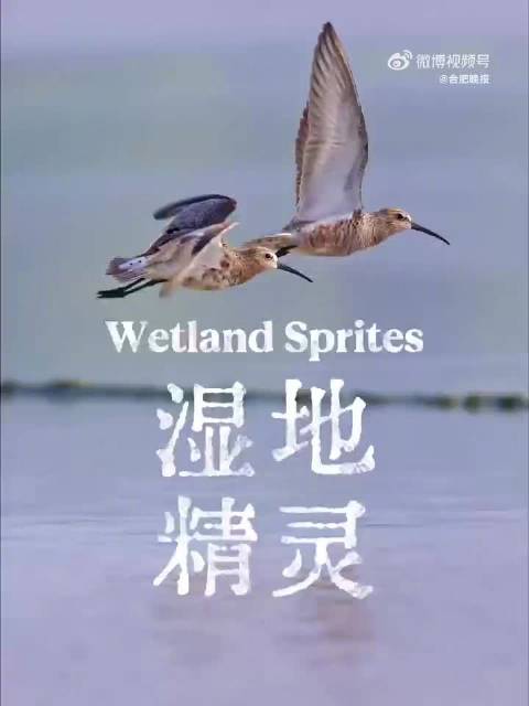 合肥拍到弯嘴滨鹬