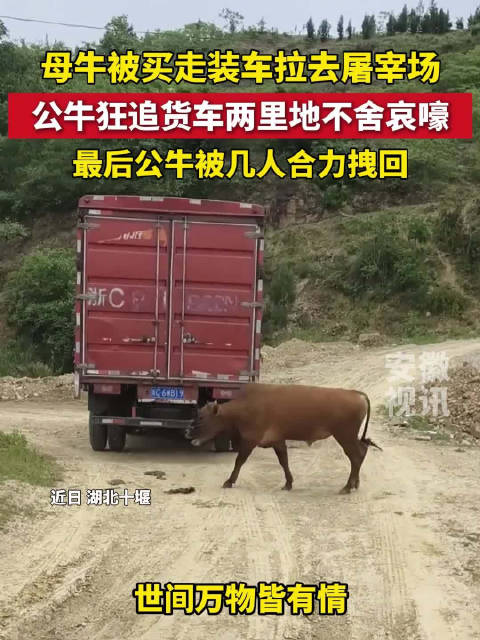湖北十堰公牛狂追屠宰货车两里地,村民合力拽回