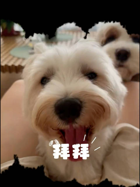 好久没分享们了已经长成“人形”了 cr.
