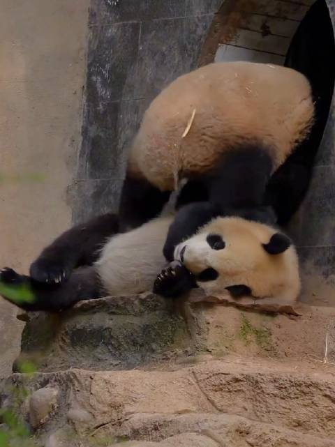 不走寻常路的灿阳，踩着青阳妹妹回家，又踩着出来，不睡觉就想玩
