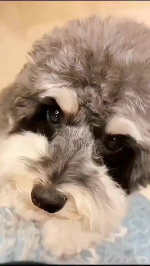 呆米妹妹眉清目秀