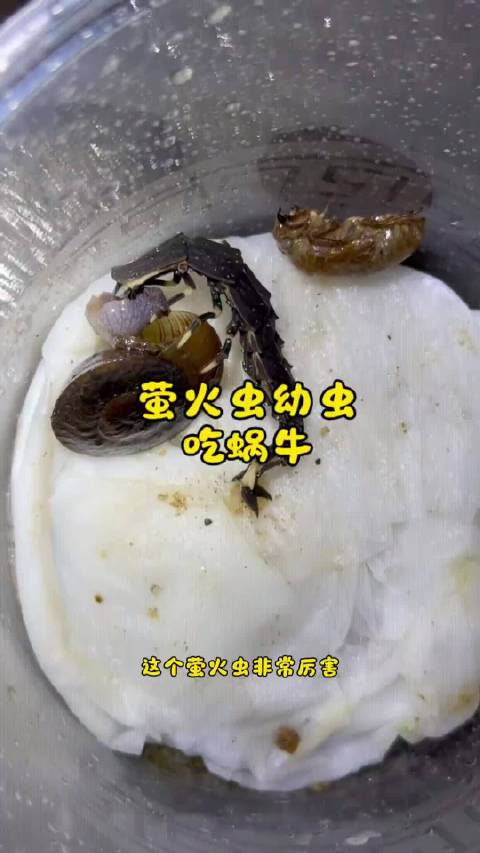 “萤火虫幼虫吃蜗牛！我再也不喜欢萤火虫了！”