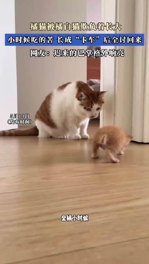 橘猫被橘白猫欺负着长大，小时候吃的苦，长成“卡车”后全讨回来！