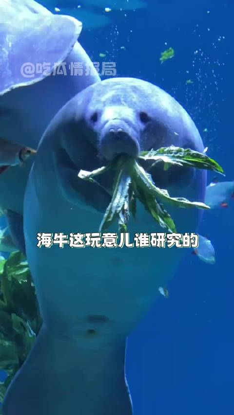 科普冷知识：美人鱼原型是海牛非海公牛