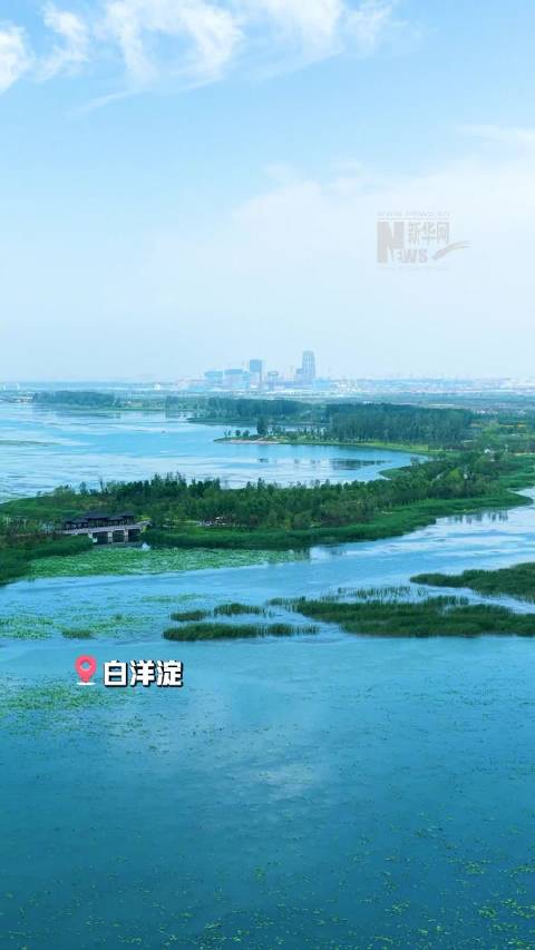 夏日白洋淀蓝绿交织美如画