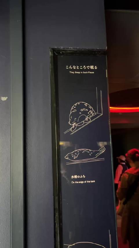以防你沒看過海豹睡覺