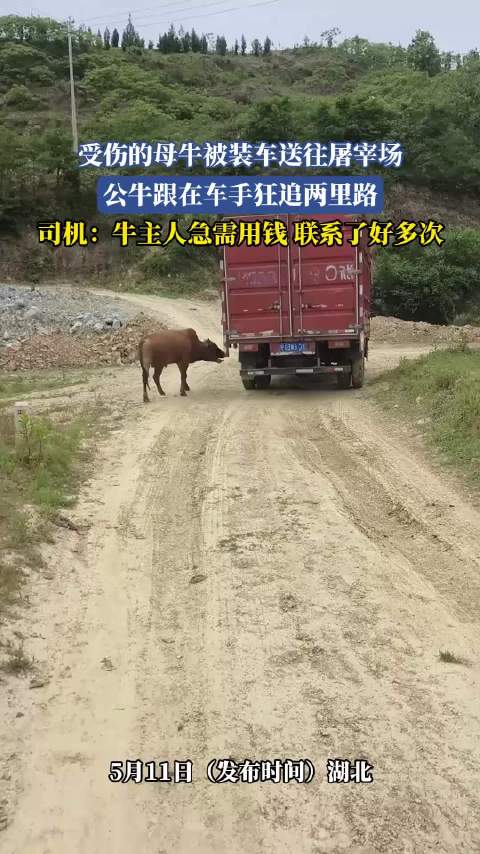 公牛狂追运母牛货车两里路，司机称主人急用钱多次联系屠宰场