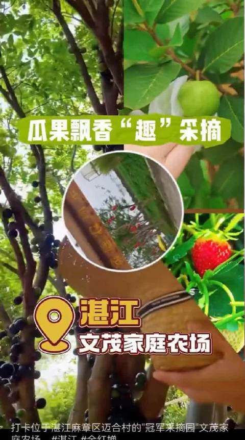 全红婵老家农场丰收，冠军将获家乡特产