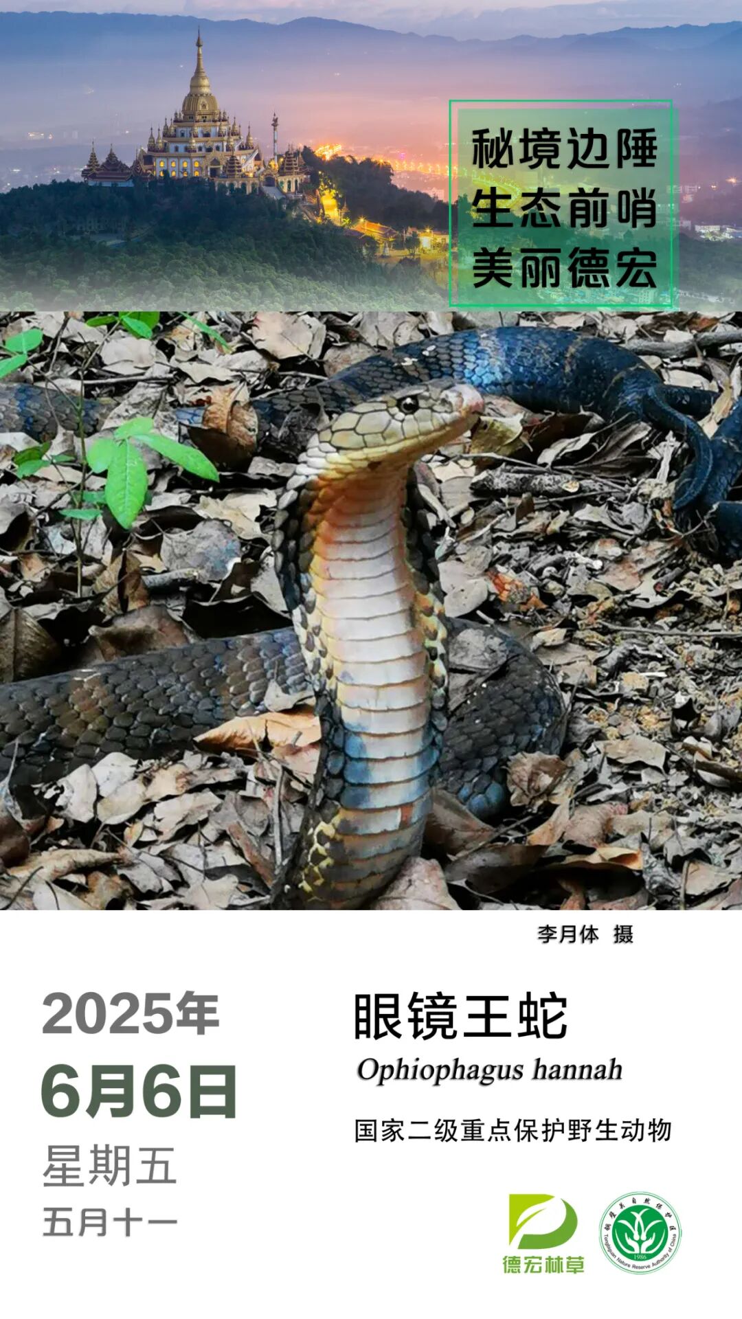 每日一物种|眼镜王蛇
