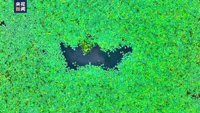 大理剑湖荇菜繁茂叠翠，水鸟自在如画
