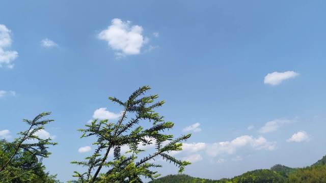 雨后彩虹现希望,老树新花迎生机