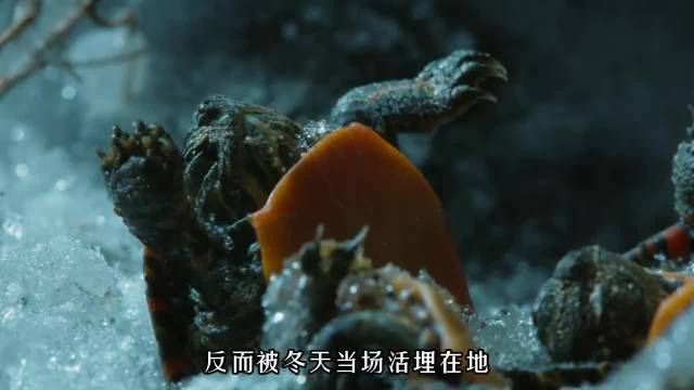 零下五度冰下假死数月，小锦龟冬眠后春天苏醒
